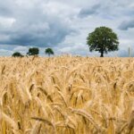 wheat, field, wheat field, barley, crops, wheat crops, arable land, agriculture, farm, farming, cultivation, nature, landscape, rural, countryside, wheat, wheat, wheat, wheat, wheat, wheat field, wheat field, agriculture