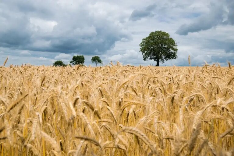Why Early Farmers Had Shorter Lives Than Hunter-Gatherers
